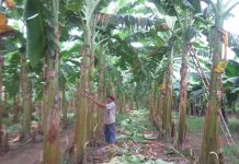 Phòng trừ sâu bệnh hại chuối tiêu hồng