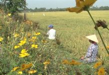 Mô hình ruộng lúa bờ hoa