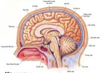 Những nhận thức sai về não bộ