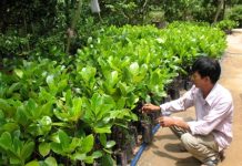 Sản xuất, kinh doanh giống cây trồng kém chất lượng bị phạt nặng