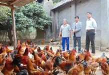 Trao Gấy chứng nhận quyền sử dụng nhãn hiệu chứng nhận “Gà đồi Phú Bình”