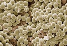 Lần đầu tiên tổng hợp được nhiễm sắc thể nấm men