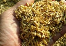 Sản xuất bê tông, vữa tính năng cao từ… tro, trấu