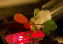 Công nghệ mới “biến” thực vật trở thành thiết bị dò khí độc