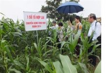 Việt Nam làm chủ công nghệ chuyển gien đối với ngô