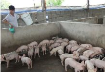 Kỹ thuật chăn nuôi lợn thịt sạch bằng men ủ vi sinh