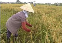 Hiệu quả từ những sáng tạo khoa học đối với sản xuất nông nghiệp