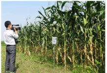 Tăng năng suất ngô bằng ứng dụng nano kim loại