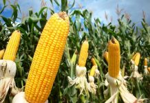 Việt Nam làm chủ công nghệ chuyển gien đối với ngô