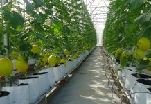 Tiền tỷ từ ứng dụng công nghệ cao trong sản xuất nông nghiệp