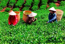 Hội thảo “Đăng ký, bảo hộ quảng bá và khai thác nhãn hiệu tập thể “Chè Thái Nguyên” tại Mỹ, Trung Quốc và Đài Loan”