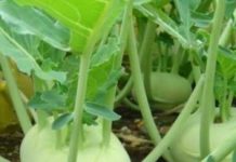 Bài thuốc từ củ su hào