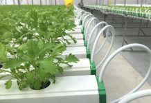 Nhiều lợi ích thiết thực từ phương pháp tưới tiết kiệm