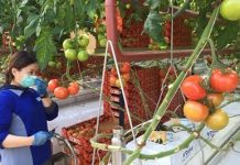 Australia thành công mô hình trồng cà chua bằng nước biển đầu tiên trên thế giới