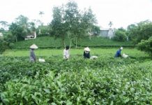 Ứng dụng công nghệ cao để sản xuất chè an toàn