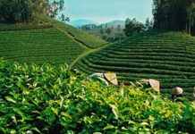 Đầu tư khoa học công nghệ “đánh thức” tiềm năng miền núi phía Bắc