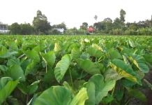 Giải pháp đột phá nhân giống khoai môn