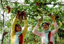 Định hướng phát triển cây nho và Vang Ninh Thuận