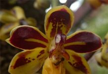 Phát hiện một loài lan mới ở Hòn Bà, Khánh Hòa