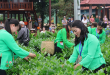 Thái Nguyên: Tôn vinh cây chè qua Lễ hội “Hương sắc Trà Xuân”