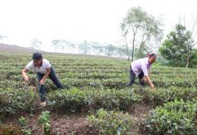 THÁI NGUYÊN: TIẾP TỤC SẮP XẾP, ĐỔI MỚI, NÂNG CAO HIỆU QUẢ HOẠT ĐỘNG CỦA NÔNG TY NÔNG, LÂM NGHIỆP